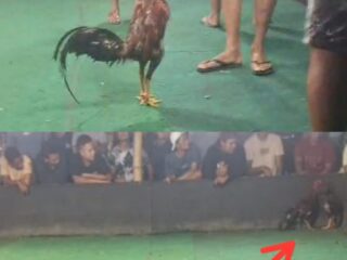 Omzet Capai Puluhan Juta, Praktik Sabung Ayam di Kediri Diduga Kebal Pemberantasan