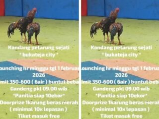 Publikasi Kalangan Ayam Petarung Beredar, Aparat Diminta Cegah Dugaan Judi Sabung Ayam