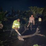 Pohon Trembesi Tumbang Tutup Jalan Depan Stadion Joyokusumo, Polisi dan BPBD Sigap Evakuasi*