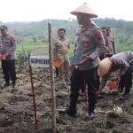 Kapolres Demak Pimpin Penanaman Jagung Serentak Bersama Petani di Wonosekar