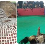 Diduga Dikelola Oknum Berinisial EK, Arena Sabung Ayam di Bukateja Purbalingga Beroperasi Setiap Akhir Pekan