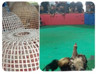 Diduga Dikelola Oknum Berinisial EK, Arena Sabung Ayam di Bukateja Purbalingga Beroperasi Setiap Akhir Pekan