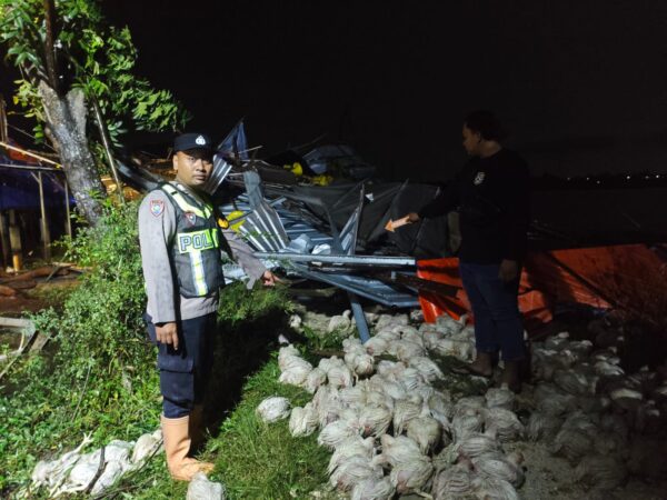 Respons Cepat Polisi Tangani Puting Beliung di Sukolilo, 4 Kandang Ayam Hancur dan Puluhan Ribu Ternak Terdampak*