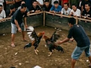 Masyarakat Keluhkan Arena Judi Sabung Ayam di Wates Kembali Beroperasi, Aparat Diminta Tegas