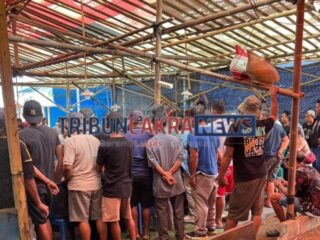 Judi Sabung Ayam Diduga Bebas Beroperasi di Jepara Wetan Kab Cilacap, Ada Pembiaran Aparat?