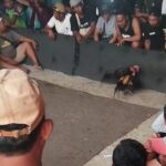 Kaliwungu “Kota Santri” Tercoreng? Arena Sabung Ayam Diduga Bebas Beroperasi, Polisi Diminta Tegas