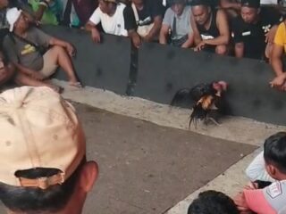Kaliwungu “Kota Santri” Tercoreng? Arena Sabung Ayam Diduga Bebas Beroperasi, Polisi Diminta Tegas
