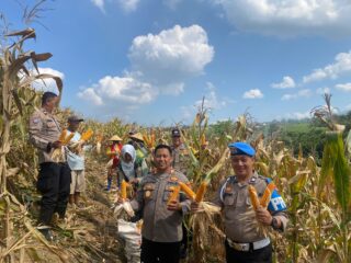 Dukung Swasembada Pangan 2026, Polsek Dawe Dampingi Panen Jagung 150 Ton di Lahan Pertanian Kandangmas
