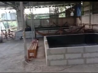 Diduga Masih Marak Judi Sabung Ayam dan Dadu di Kabupaten Demak