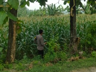 Dari Lahan Jagung Polsek Kalijambe Hadir Mengawal Ketahanan Pangan
