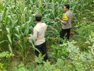 Polsek Tangen Kawal Ketahanan Pangan: Jagung LBS Tetap Tumbuh Tangguh di Tengah Tantangan Lahan Tadah Hujan