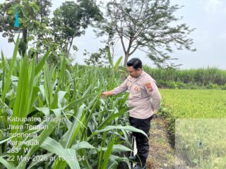 “Dari Sawah ke Swasembada: Polsek Sumberlawang Pastikan Jagung LBS Tumbuh Subur dan Siap Panen”