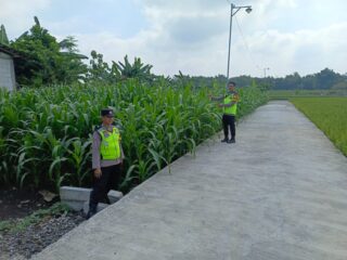 Turun Langsung ke Lahan Warga, Polsek Sambungmacan Kawal Swasembada Pangan Nasional