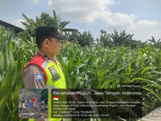 Kawal Ketahanan Pangan hingga Masa Panen, Polsek Sidoharjo Turun Langsung Cek Jagung di Lahan Baku Sawah