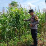 Polsek Gondang Turun ke Sawah, Pastikan Jagung Tumbuh Subur Dukung Ketahanan Pangan Nasional