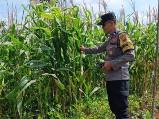 Polsek Gondang Turun ke Sawah, Pastikan Jagung Tumbuh Subur Dukung Ketahanan Pangan Nasional