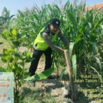 Panen Jagung LBS di Masaran, Polri Hadir Mengawal Ketahanan Pangan dari Sawah hingga Pangan