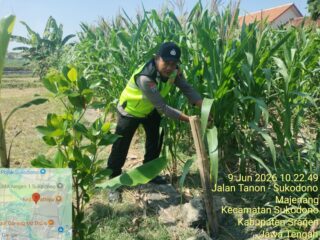 Panen Jagung LBS di Masaran, Polri Hadir Mengawal Ketahanan Pangan dari Sawah hingga Pangan