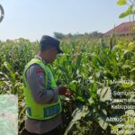 Polsek Jenar Konsisten Cek Lahan Jagung, Dukung Swasembada Pangan di Sragen
