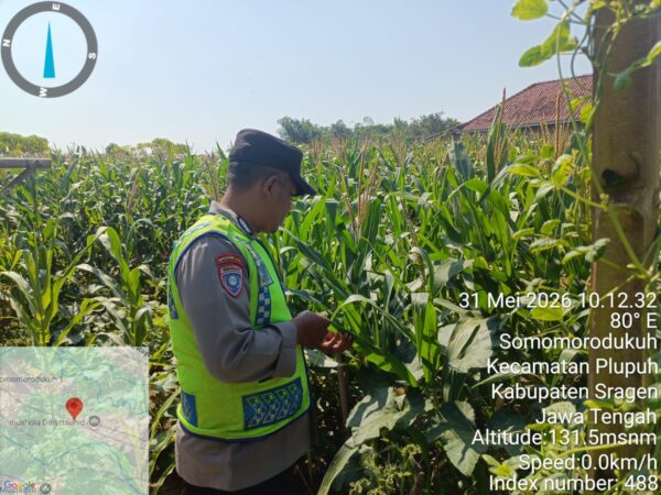 Polsek Jenar Konsisten Cek Lahan Jagung, Dukung Swasembada Pangan di Sragen