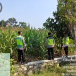 Dukung Swasembada Pangan Nasional, Polsek Plupuh Tinjau Lahan Jagung Produktif di Gedongan