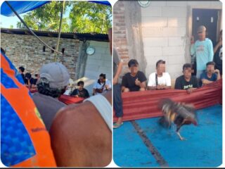 Diduga Aktivitas Sabung Ayam Kembali Meresahkan Warga Desa Wingko Tinumpuk, Masyarakat Minta Aparat Bertindak Tegas