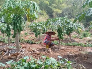 ‎Petani Pepaya Kalifornia Asal Jatiroto ,Wonogiri Bakal Raup Omzet Puluhan Juta Tahun ini.