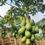 ‎Warga Jatiroto, Wonogiri Nekat Keluarkan Modal Puluhan Juta Untuk Uji Coba Tanam Pepaya dan Buah Semangka di Musim Kemarau.