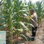 Jagung 65 Hari Tumbuh Subur, Polsek Sumberlawang Pastikan Lahan LBS Siap Panen Oktober