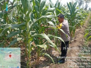 Jagung 65 Hari Tumbuh Subur, Polsek Sumberlawang Pastikan Lahan LBS Siap Panen Oktober